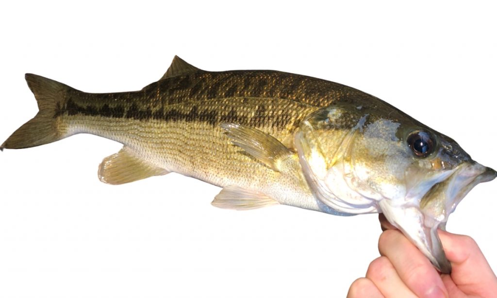 Alabama bass being held on white background