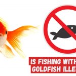 Goldfish on white background next to a no fishing sign