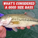 Largemouth bass being held above water