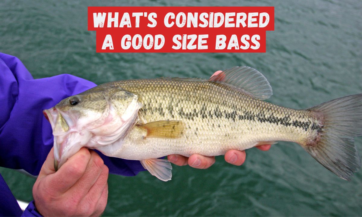 Largemouth Bass Aquaculture Fisheries Pond Management 58 OFF