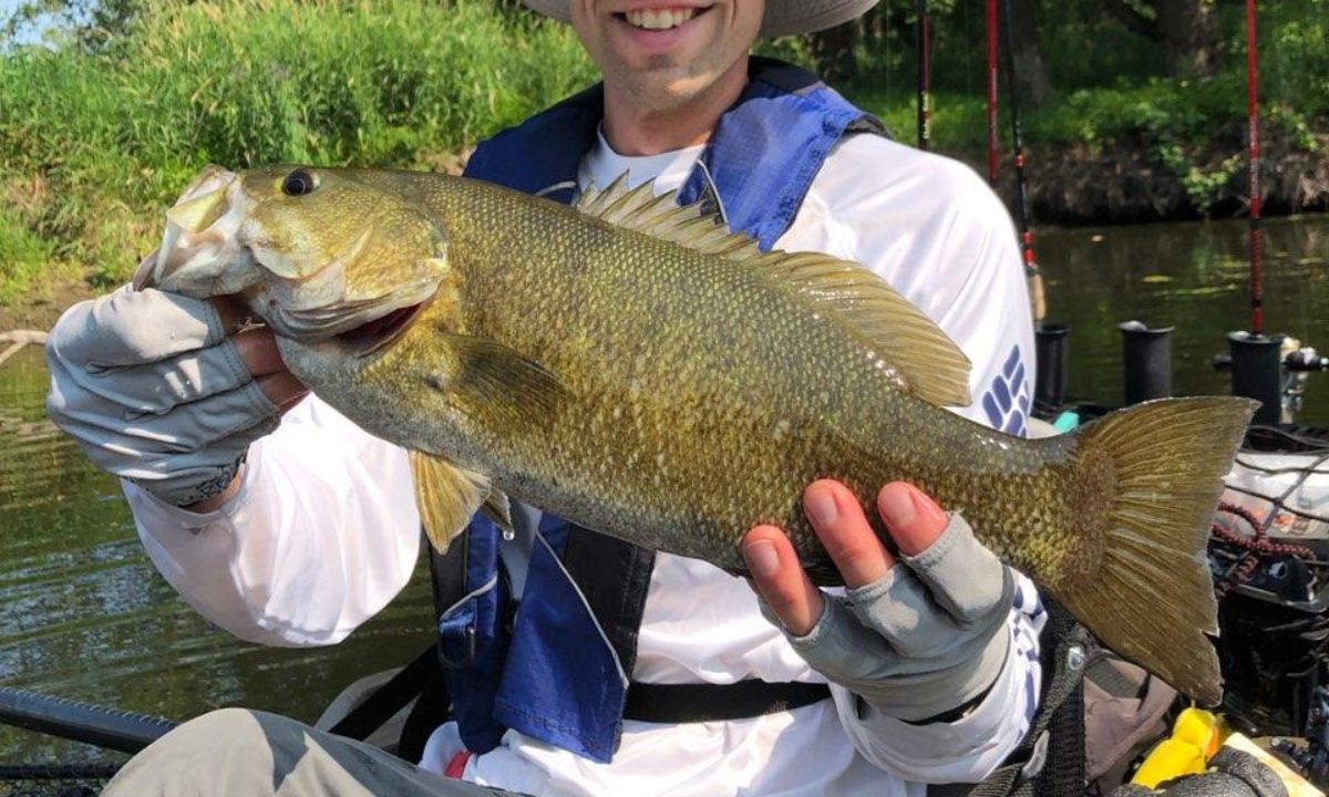 Smallmouth Bass Smallmouth Bass being held out of water