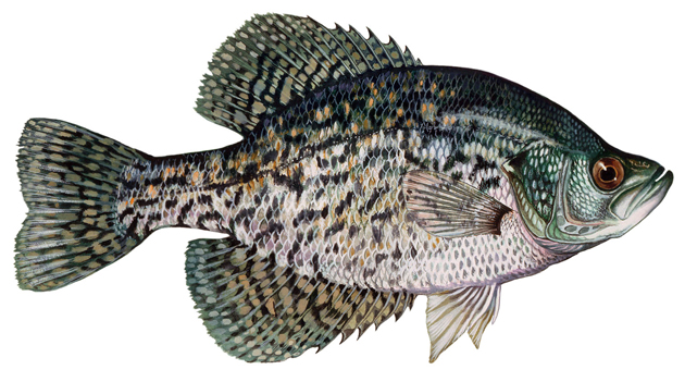 Crappie: White & Black